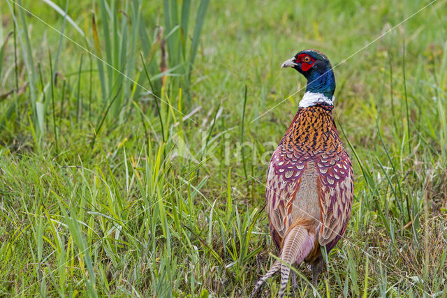 Ring-necked Pheasant (Phasianus colchicus)