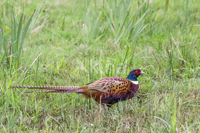 Ring-necked Pheasant (Phasianus colchicus)