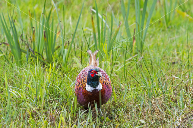 Ring-necked Pheasant (Phasianus colchicus)