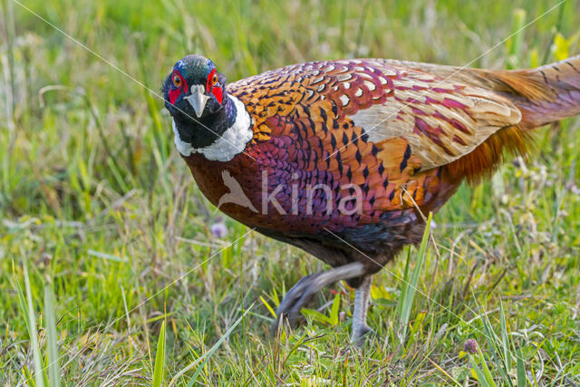 Ring-necked Pheasant (Phasianus colchicus)