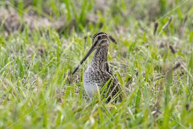 Common Snipe (Gallinago gallinago)