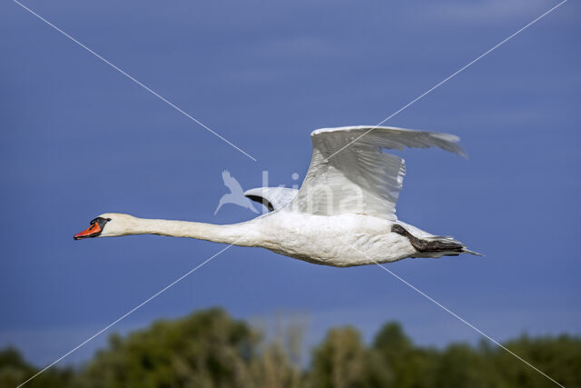 Knobbelzwaan (Cygnus olor)