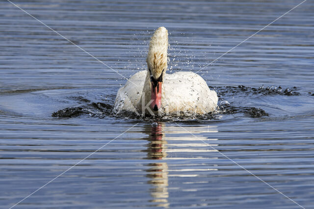 Knobbelzwaan (Cygnus olor)