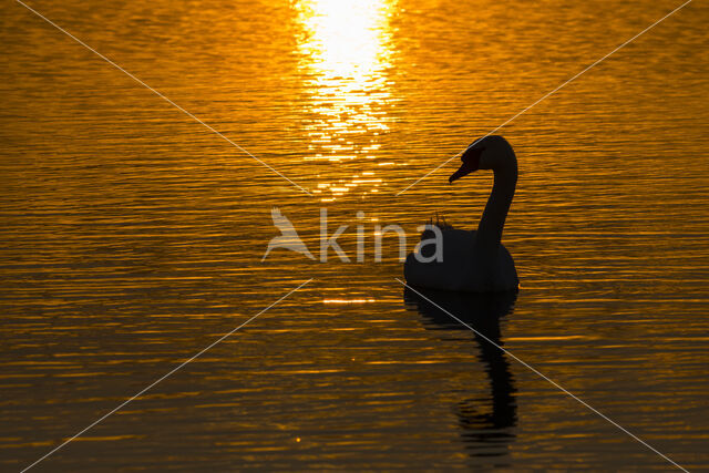 Knobbelzwaan (Cygnus olor)