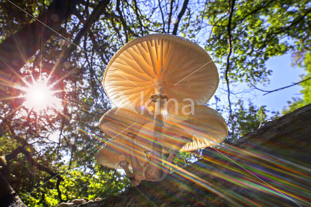 Porcelain fungus (Oudemansiella mucida)