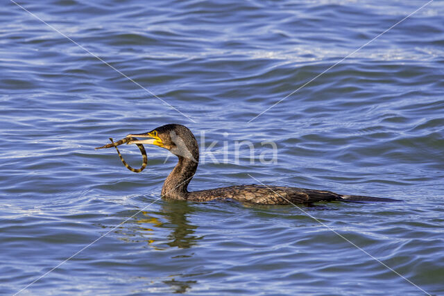 Aalscholver (Phalacrocorax carbo)