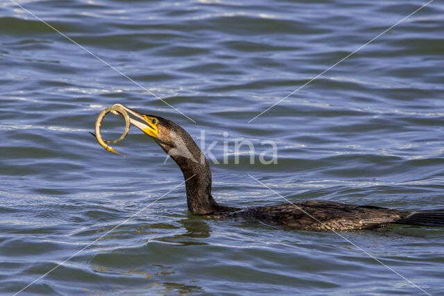 Aalscholver (Phalacrocorax carbo)