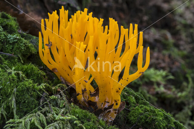 Kleverig koraalzwammetje (Calocera viscosa)