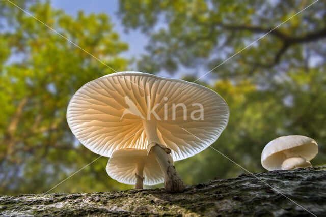 Porcelain fungus (Oudemansiella mucida)