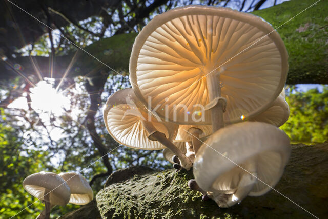 Porcelain fungus (Oudemansiella mucida)