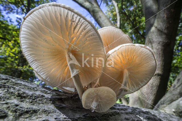 Porcelain fungus (Oudemansiella mucida)