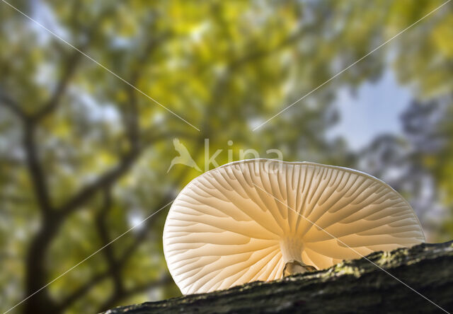 Porcelain fungus (Oudemansiella mucida)