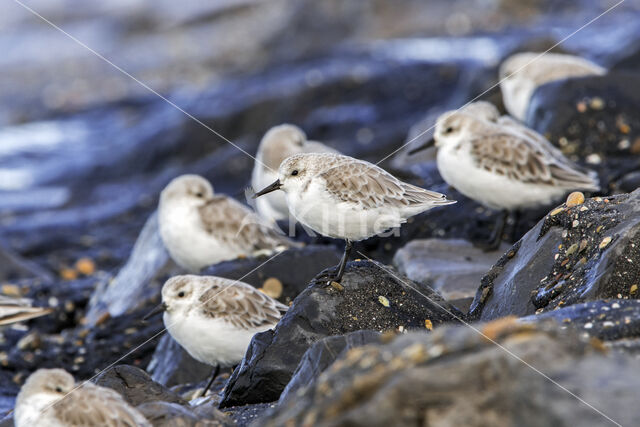 Drieteenstrandloper (Calidris alba)