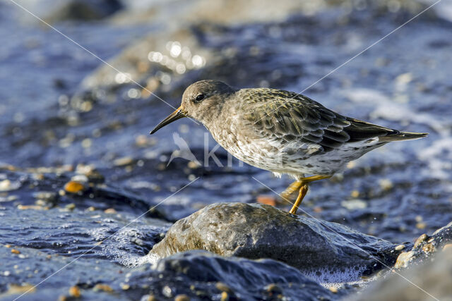 Paarse Strandloper (Calidris maritima)