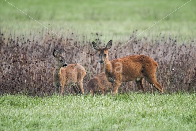 Roe Deer (Capreolus capreolus)