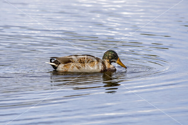 Wilde Eend (Anas platyrhynchos)