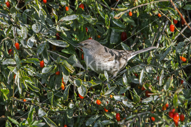 Barred Warbler (Sylvia nisoria)