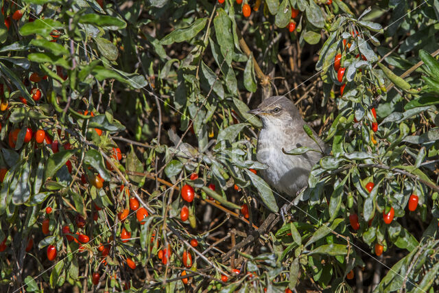 Barred Warbler (Sylvia nisoria)