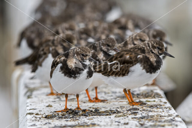 Steenloper (Arenaria interpres)