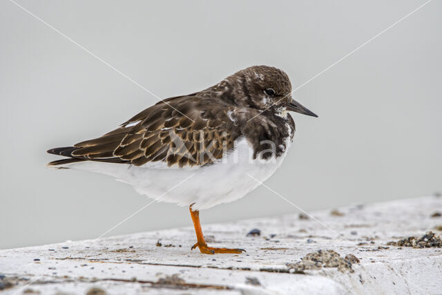 Ruddy Turnstone (Arenaria interpres)