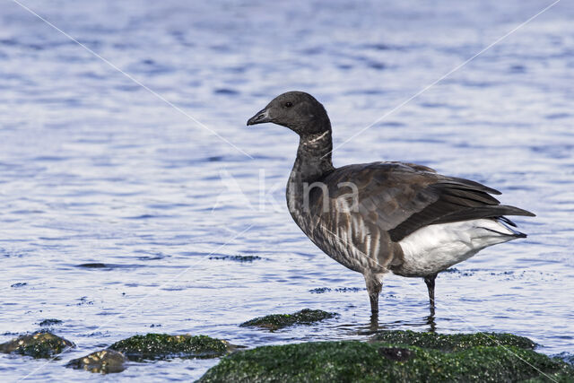 Rotgans (Branta bernicla)