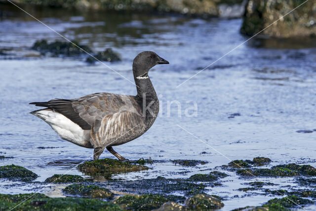 Rotgans (Branta bernicla)