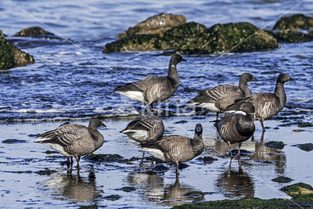 Rotgans (Branta bernicla)