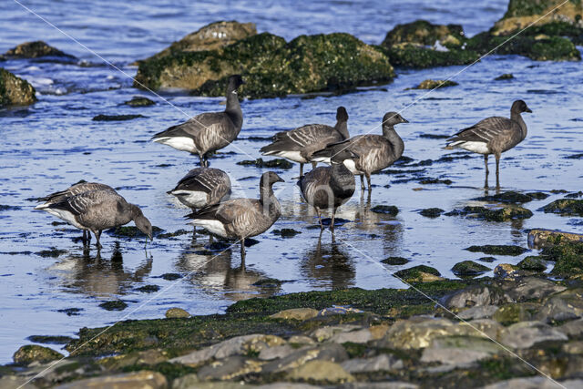 Brent Goose (Branta bernicla)