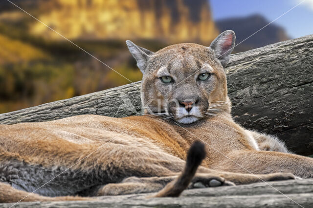 Poema (Puma concolor)