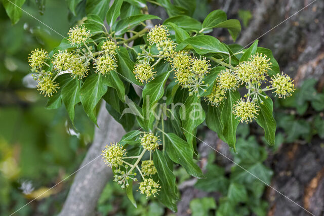 Common ivy (Hedera helix)