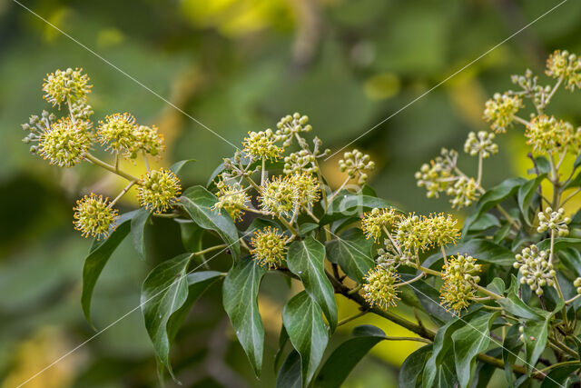 Common ivy (Hedera helix)