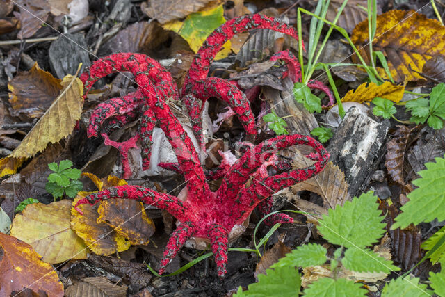 Inktviszwam (Clathrus archeri)