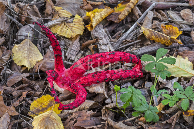 Inktviszwam (Clathrus archeri)