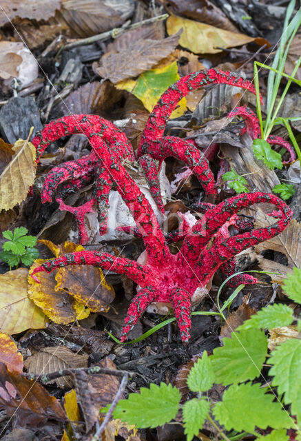 Inktviszwam (Clathrus archeri)