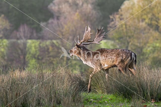 Fallow Deer (Dama dama)