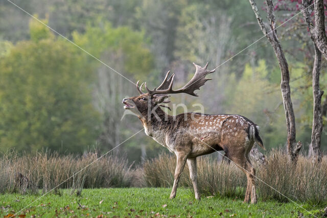 Fallow Deer (Dama dama)