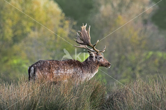 Fallow Deer (Dama dama)