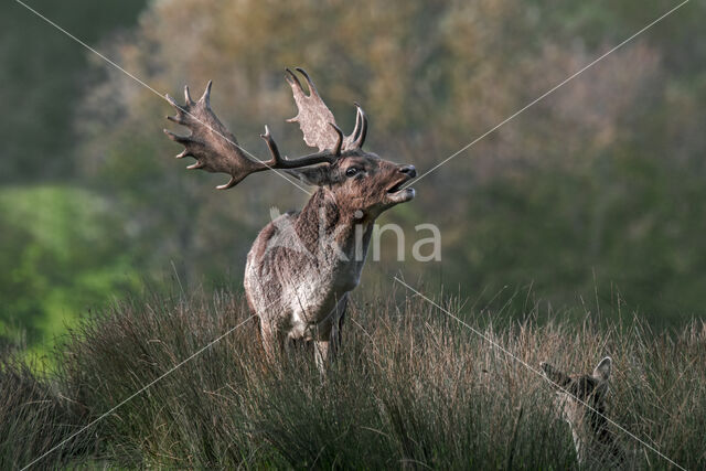 Fallow Deer (Dama dama)