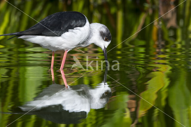 Black-winged Stilt (Himantopus himantopus)