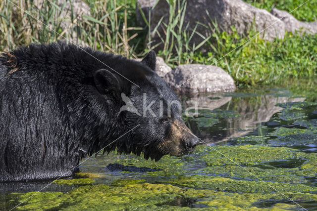 Zwarte beer (Ursus americanus)