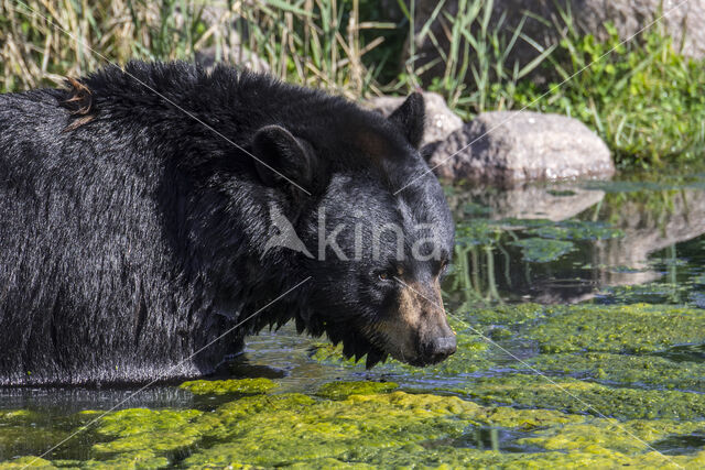 Zwarte beer (Ursus americanus)