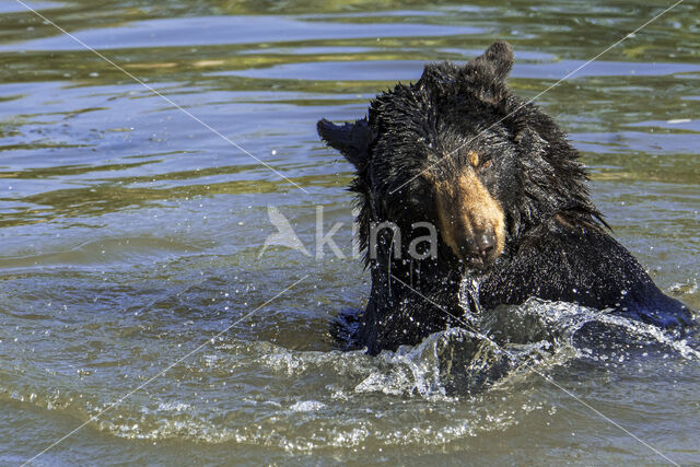 Zwarte beer (Ursus americanus)