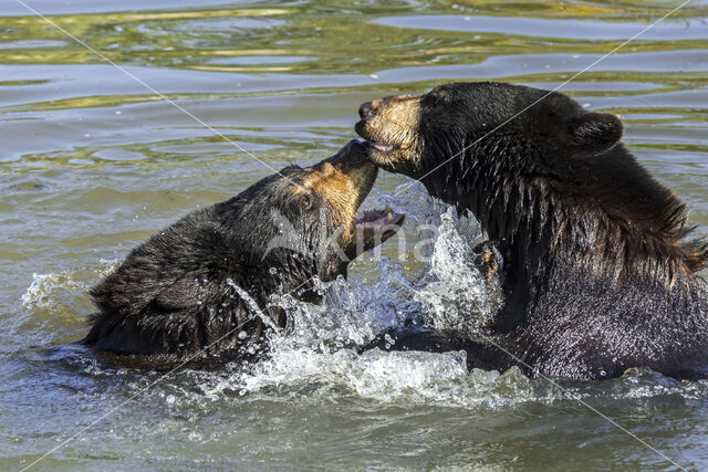 American black bear (Ursus americanus)