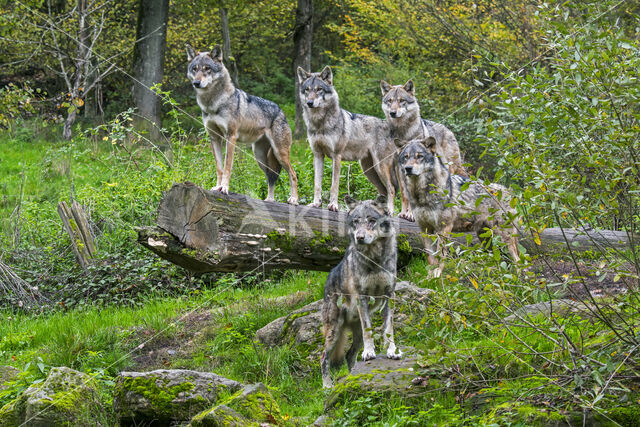 Eurasian wolf (Canis lupus lupus)