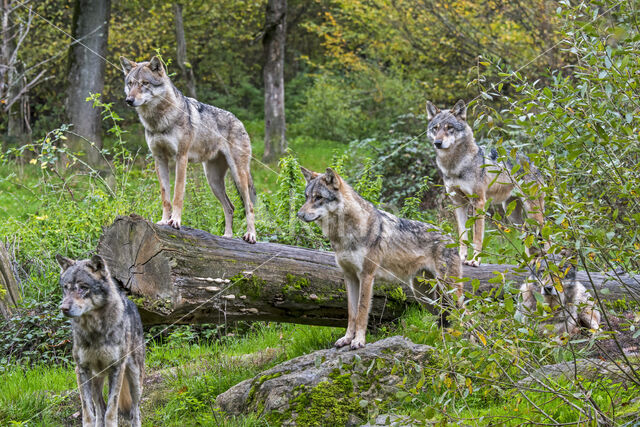 Eurasian wolf (Canis lupus lupus)