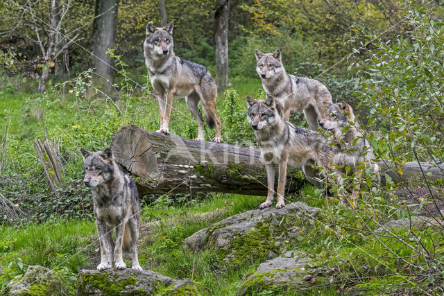 Eurasian wolf (Canis lupus lupus)