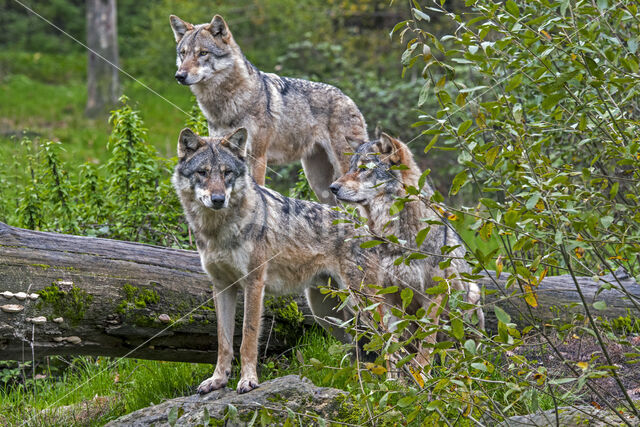 Eurasian wolf (Canis lupus lupus)