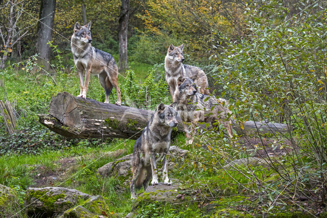 Eurasian wolf (Canis lupus lupus)