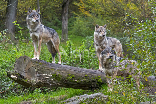 Eurasian wolf (Canis lupus lupus)