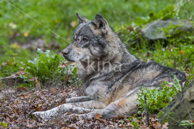 Eurasian wolf (Canis lupus lupus)